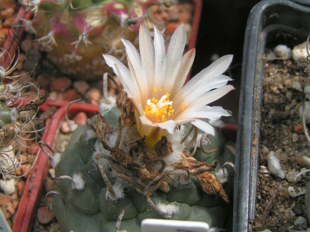 Turbinicarpus schwarzii